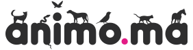 animo Animo
